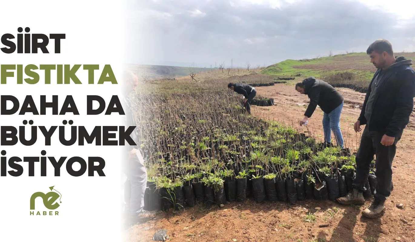 SİİRT FISTIKTA DAHA DA BÜYÜMEK İSTİYOR