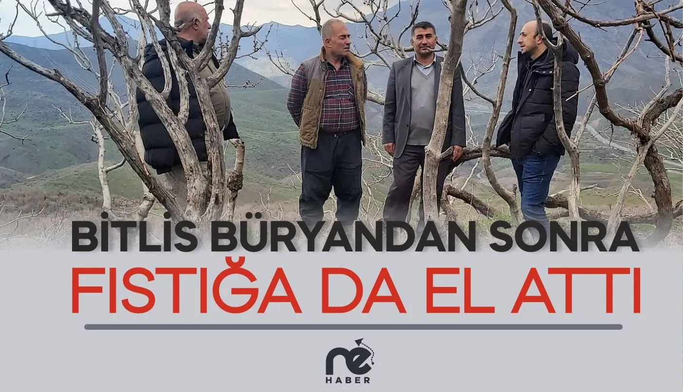 BİTLİS BÜRYANDAN SONRA FISTIĞI DA EL ATTI