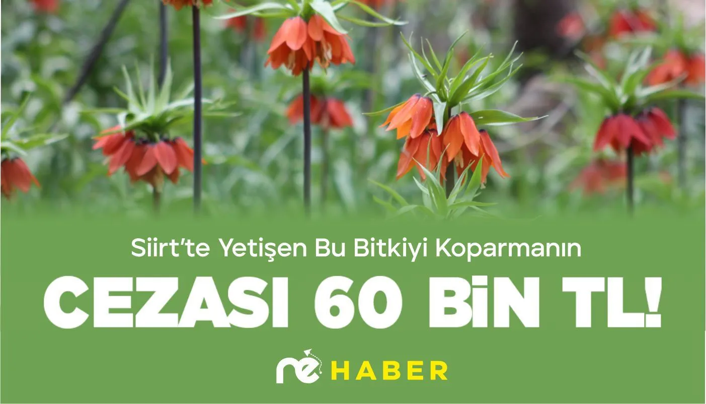 SİİRT’TE YETİŞEN BU BİTKİYİ KOPARMANIN CEZASI 60 BİN TL!