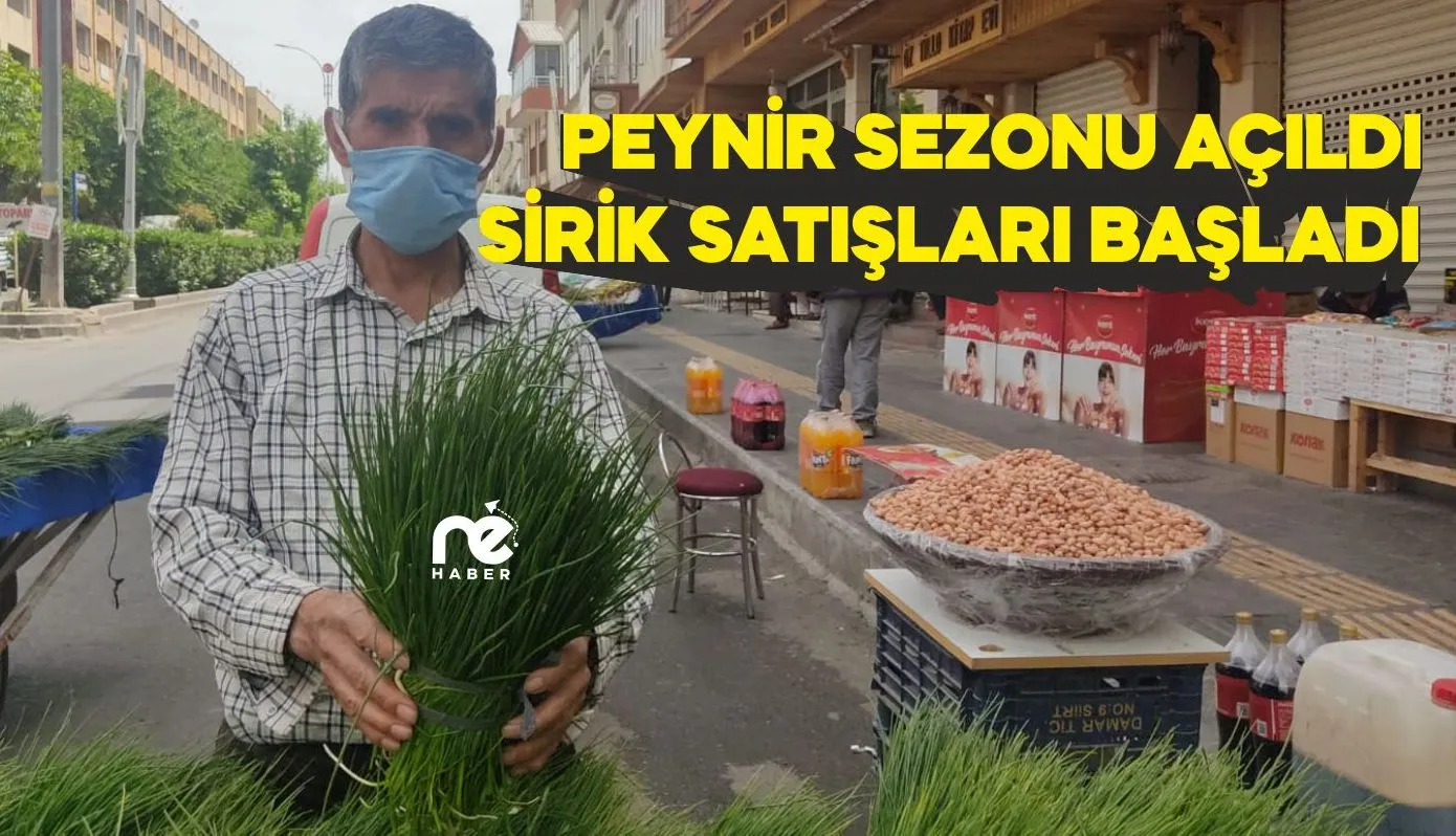 SİİRT'TE SİRİK OTU SATIŞLARI BAŞLADI