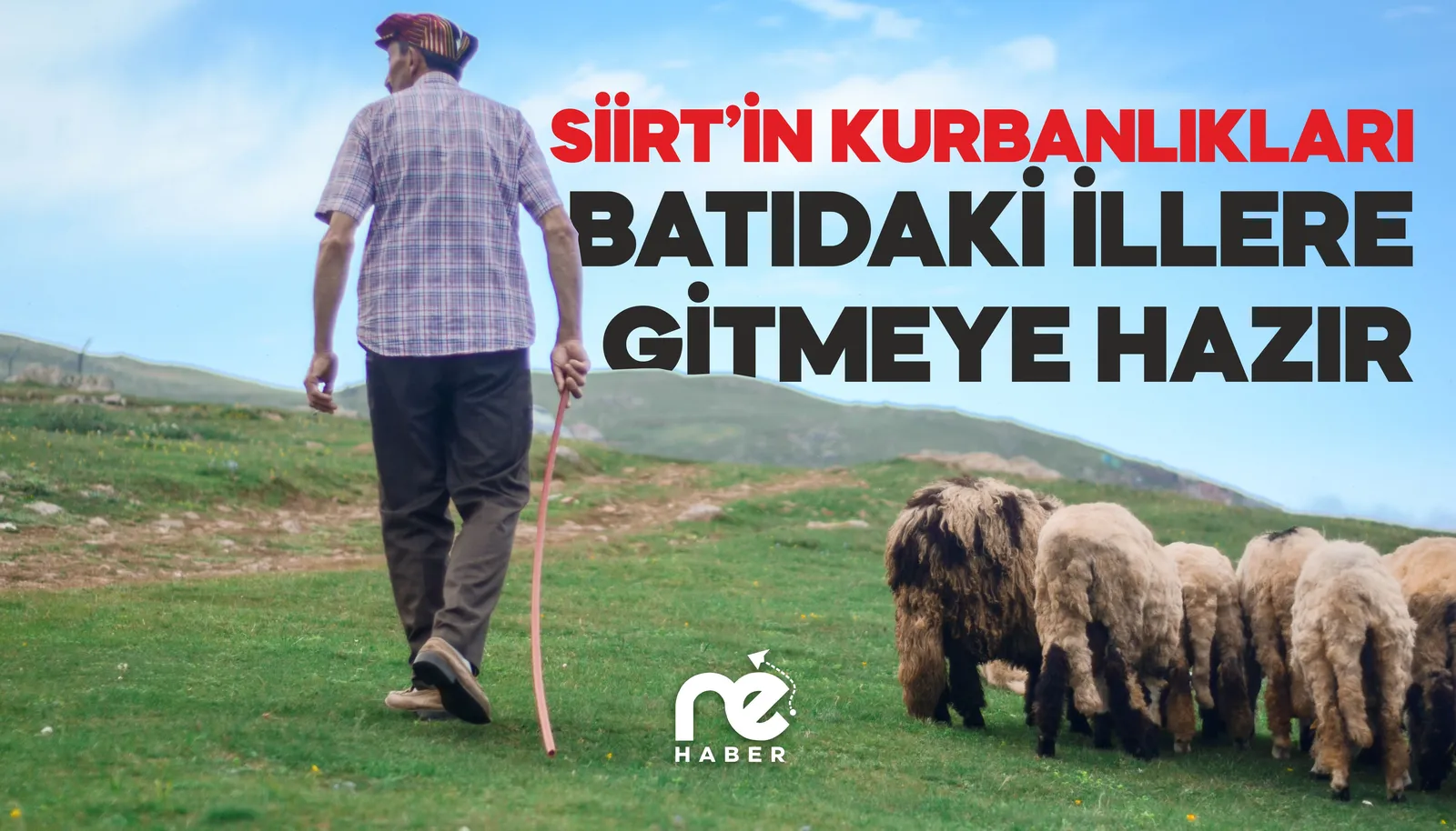 SİİRT’İN KURBANLIKLARI BATIDAKİ İLLERE GİTMEYE HAZIR