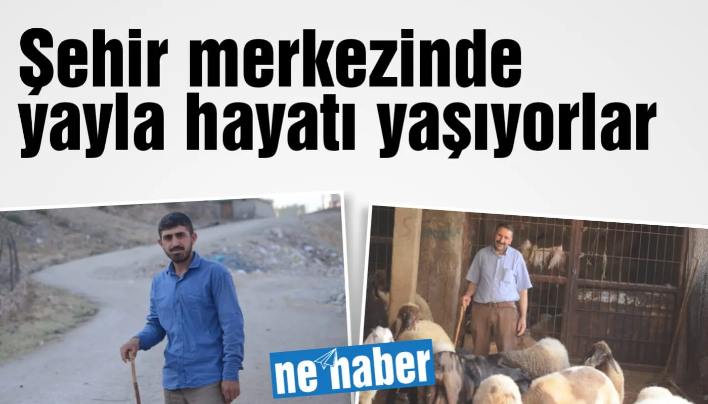 ŞEHİR MERKEZİNDE YAYLA HAYATI YAŞIYORLAR