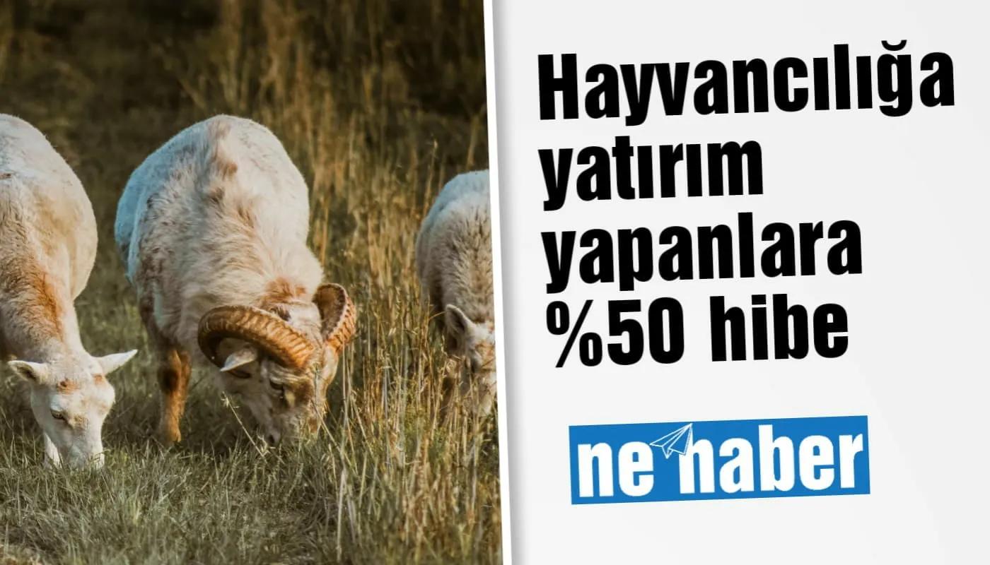 HAYVANCILIĞA YATIRIM YAPANLARA %50 HİBE