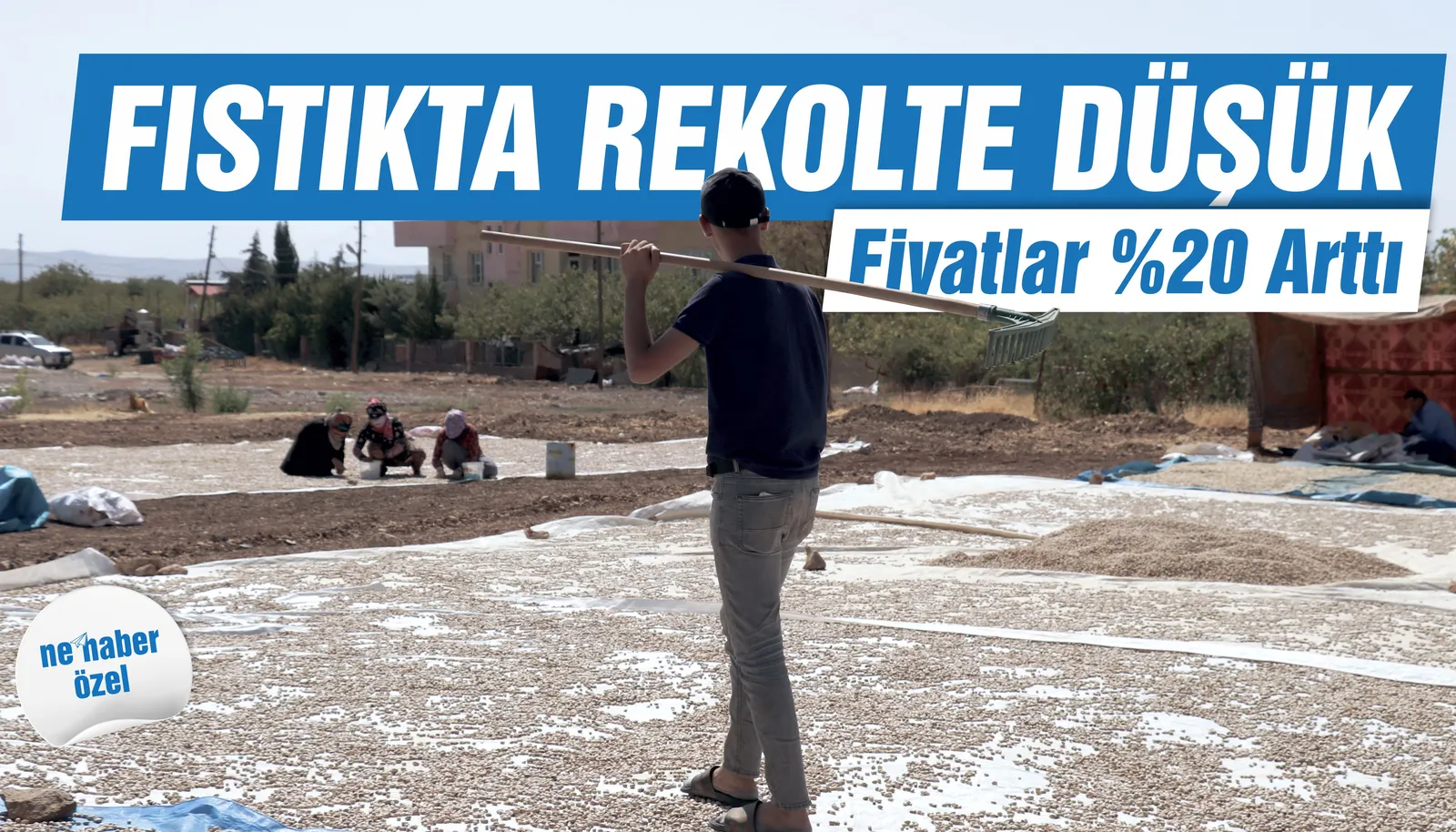 Fıstık Rekoltesi Düştü, Fiyatlar %20 Arttı