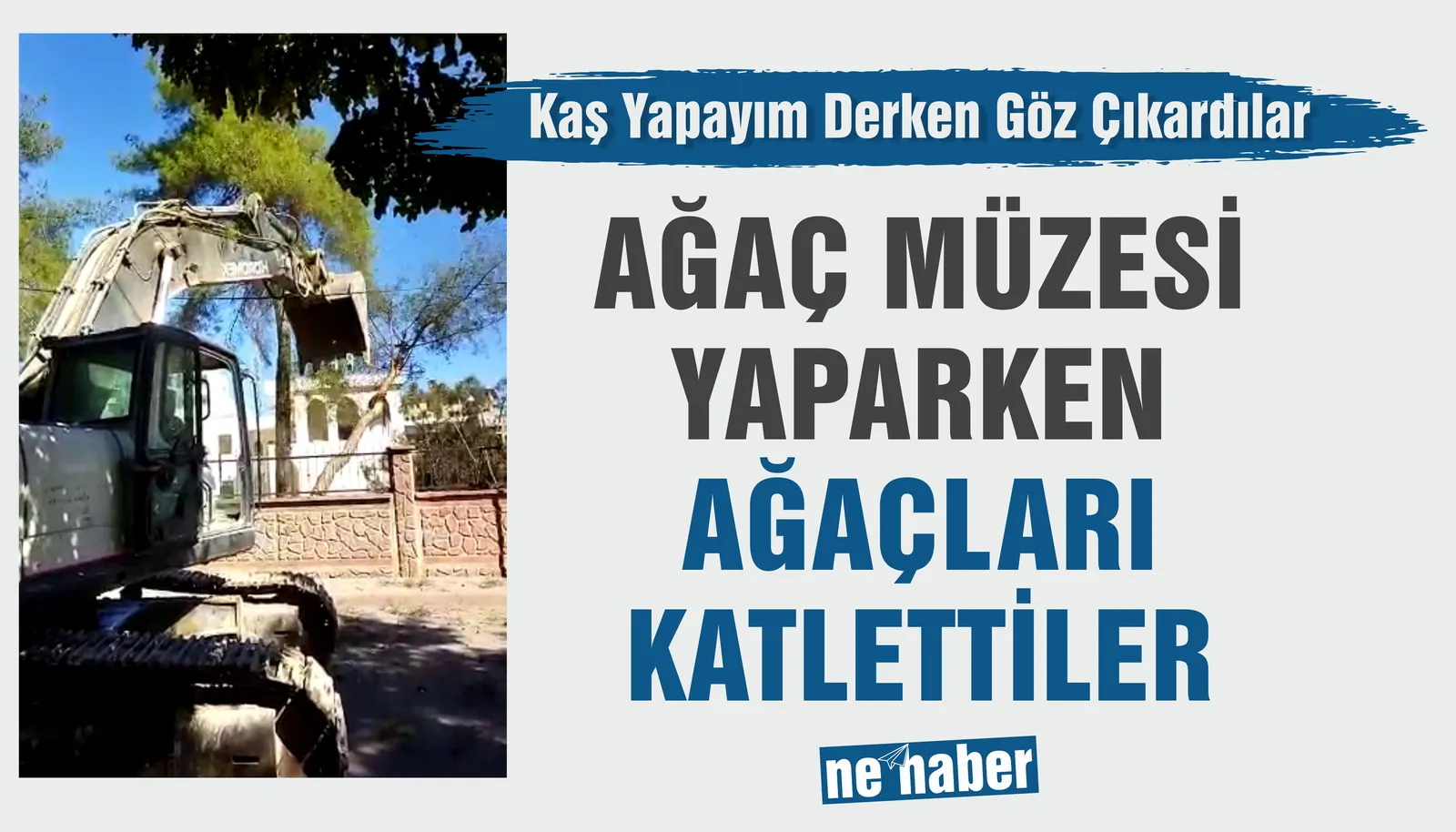 AĞAÇ MÜZESİ YAPARKEN AĞAÇ KATLETTİLER