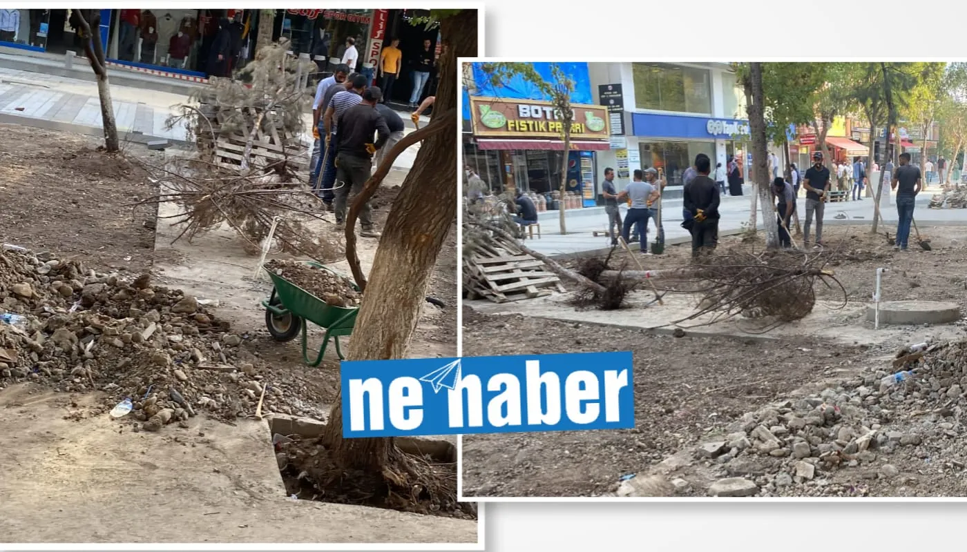 Güres'te Ağaç Katliamı Devam Ediyor