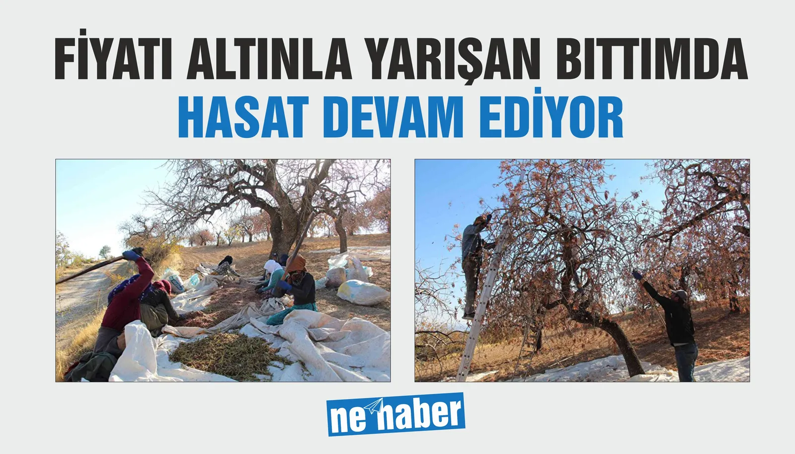 FİYATI ALTINLA YARIŞAN BITTIMDA HASAT DEVAM EDİYOR