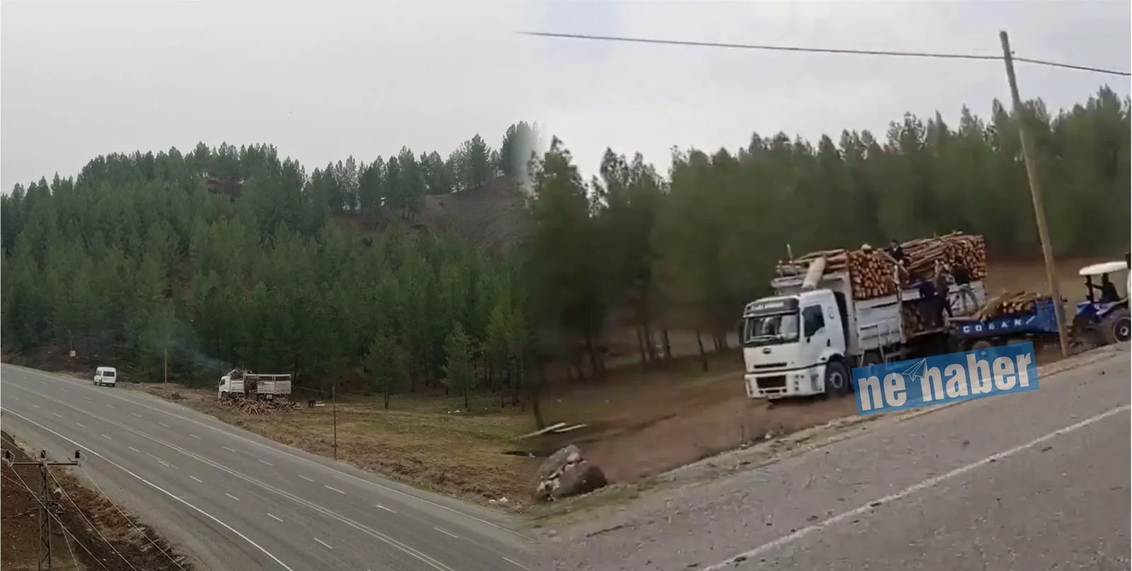 Siirt’in Tek Ormanlık Alanında Ağaçlar Katlediliyor
