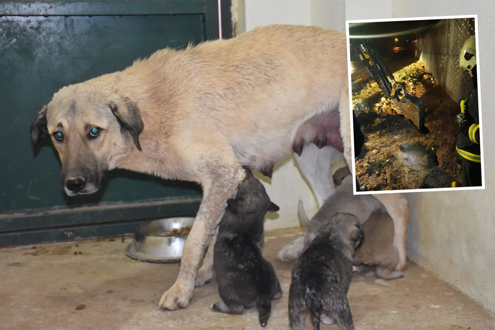 Çukura Düşen 13 Köpeği Kepçeyle Kurtardılar