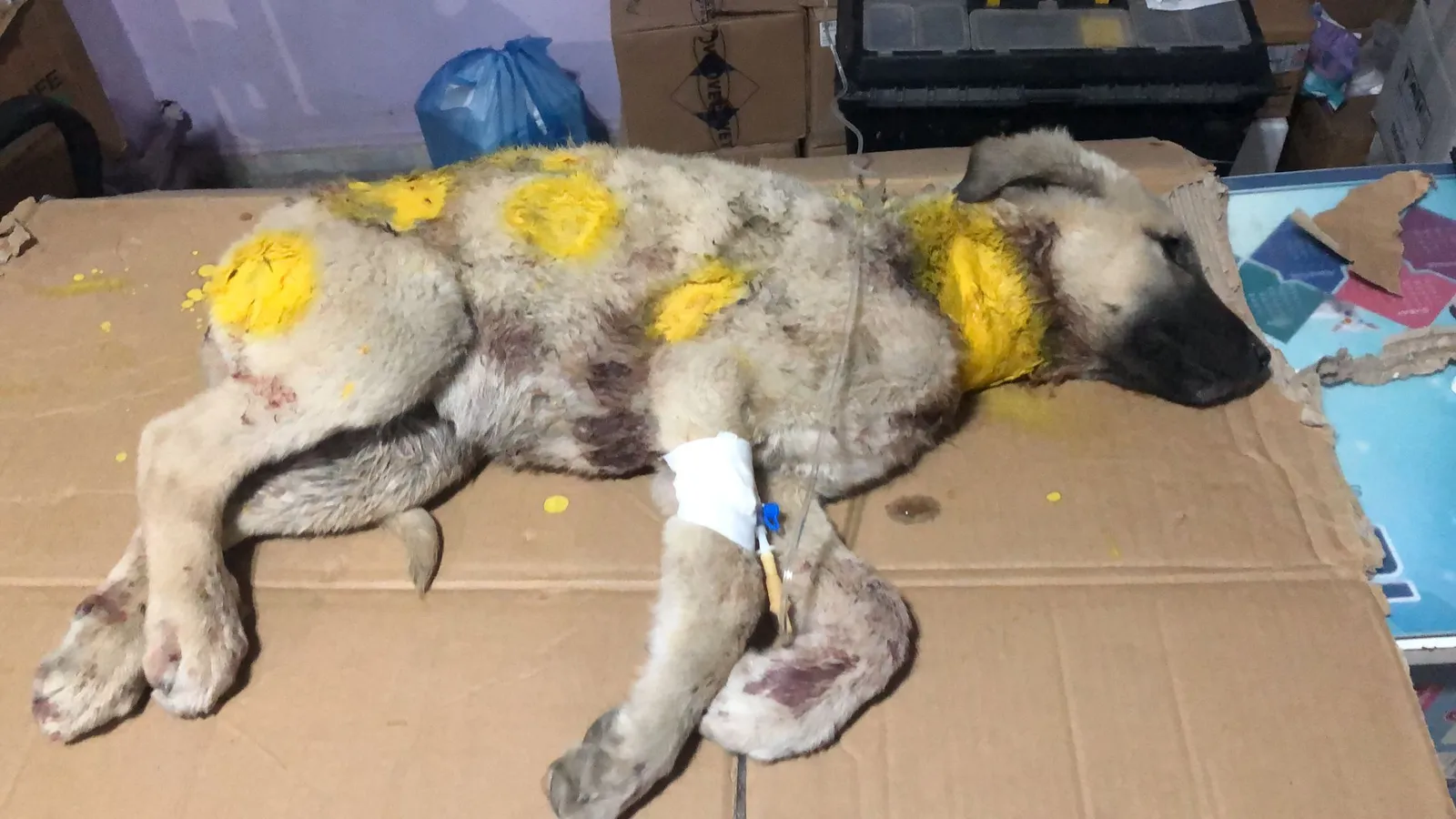Siirt Belediyesinin Sahip Çıkmadığı Köpek Hayatını Kaybetti