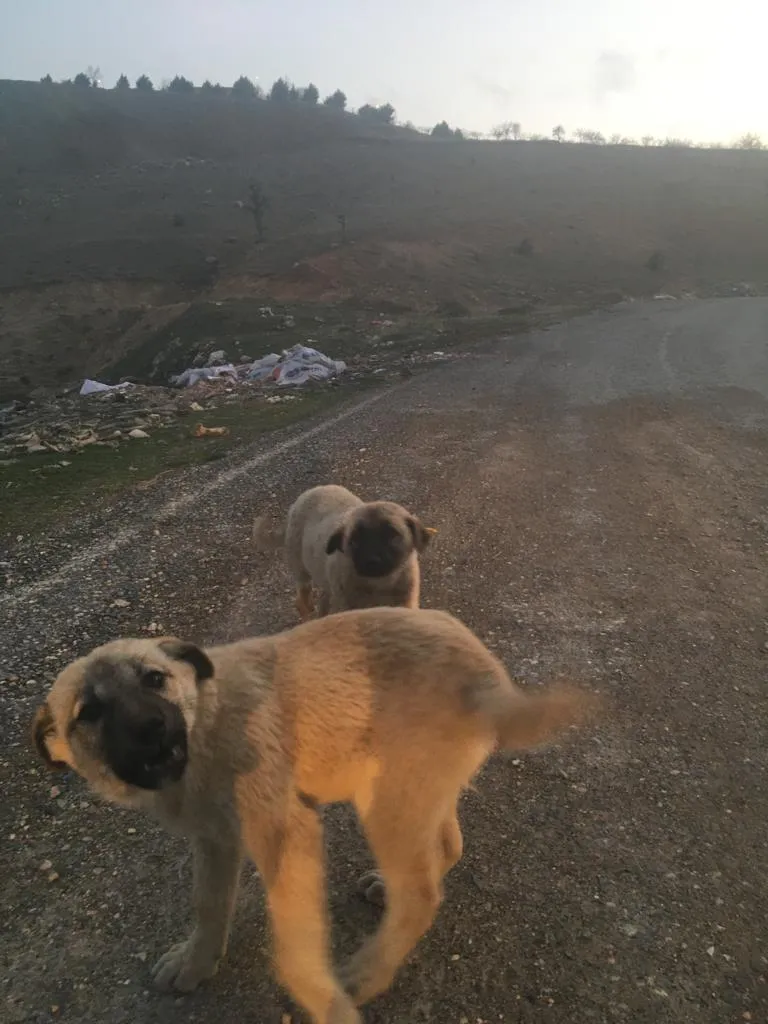 Siirt'te Köpek Kulübeleri Çalındı