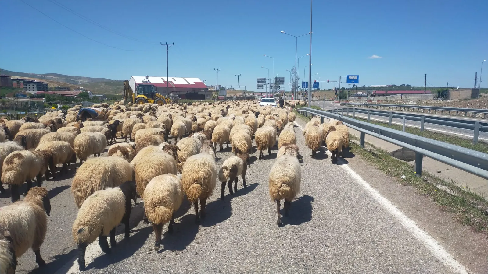 Siirt'te Yaylaya Çıkan Sürüye Tır Çarptı