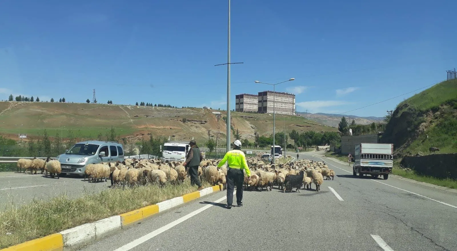 Trafik Polisi Bu Defa Sürüyü Yönetti