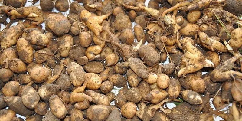 Salep Bitkisini Koparanlar Yandı!