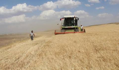 Siirt'te buğday hasadında sona gelindi, 125 bin ton verim bekleniyor