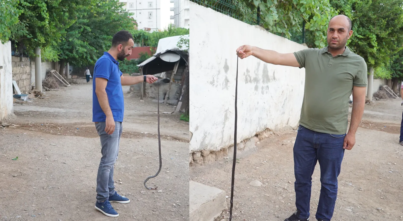 Siirt’te Mahalleyi Saran Yılanlar Vatandaşı Korkutuyor!