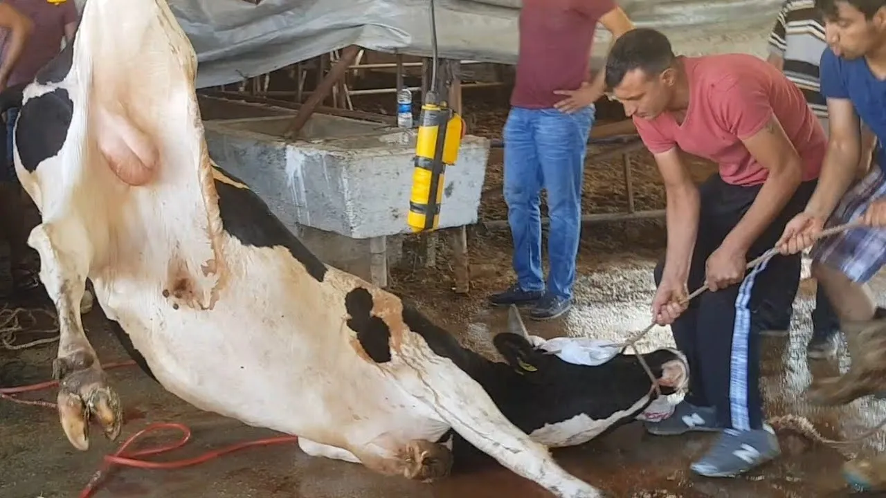 Siirt’te 6 Acemi Kasap Hastanelik Oldu