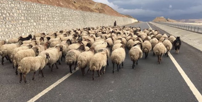 Siirtli Göçerlere Ait Koyun Sürüsü Uçurumdan Atladı! 93 Koyun Telef Oldu