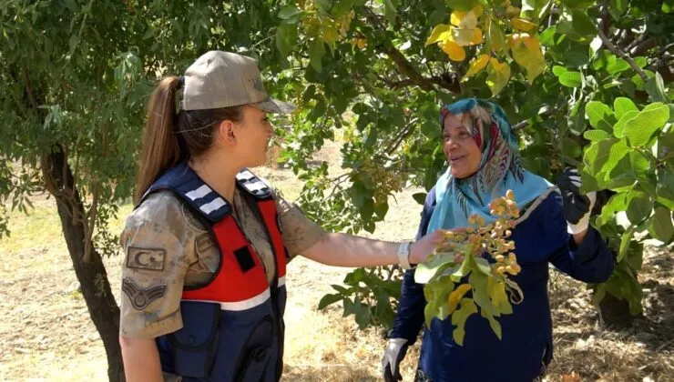 <strong>Siirt’te Fıstık Bahçeleri Termal Drone ile Korunuyor</strong>