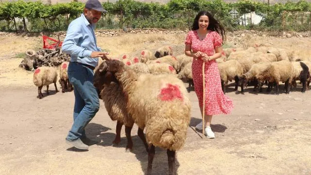 Siirt'te Hibe Desteği Alan Genç Çiftçilere Küçükbaş Hayvan Dağıtıldı