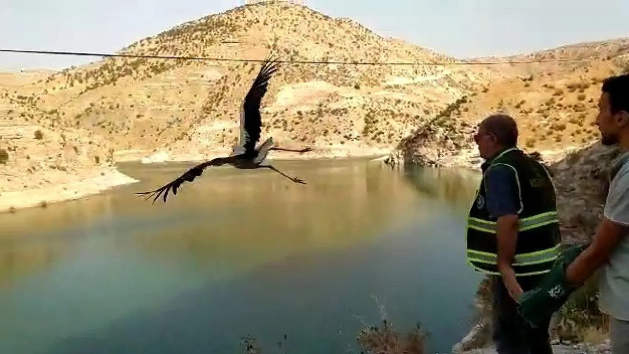 <strong>Siirt’te Tedavi Edilen Leylek Doğaya Sallındı</strong>