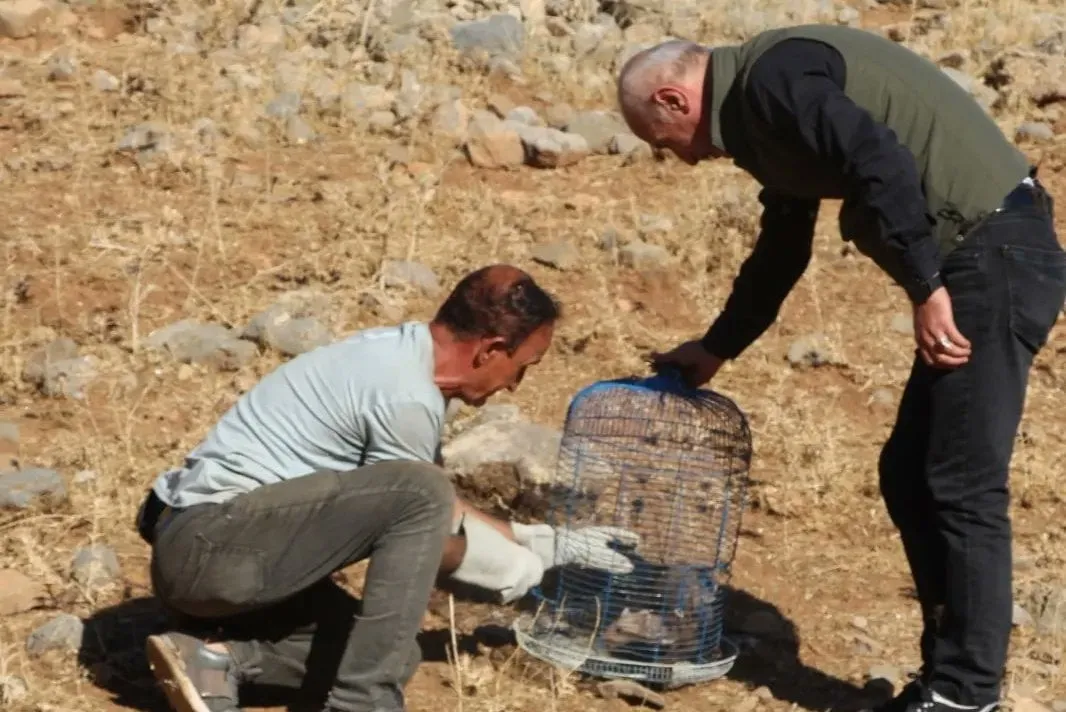 Siirt’te Yaralı Olarak Bulunan Gelincik Tedavinin Ardından Doğaya Bırakıldı