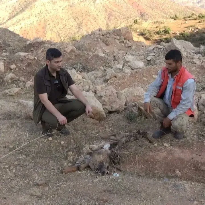 Siirt’te Nesli Tükenmekte Olan Çizgili Sırtlanı Ölü Bulundu