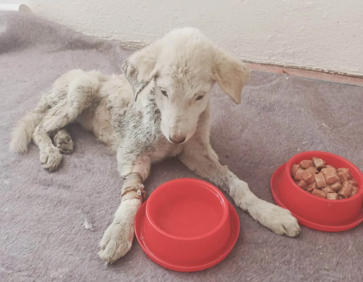 Kurtalan Belediyesi Köpeği Ölüme Terk Etti