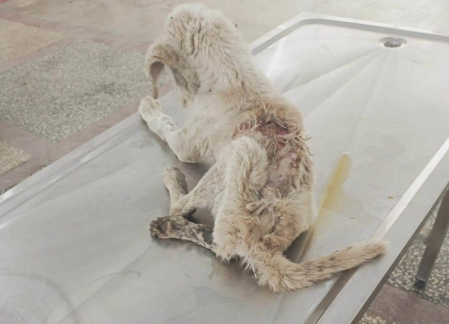 Kurtalan'da Köpeği Çöpe Atan İki Personel Hakkında Soruşturma Başlatıldı