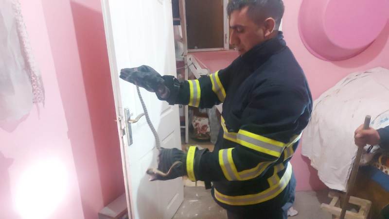 Siirt'te Eve Giren Yılanı İtfaiye Yakaladı