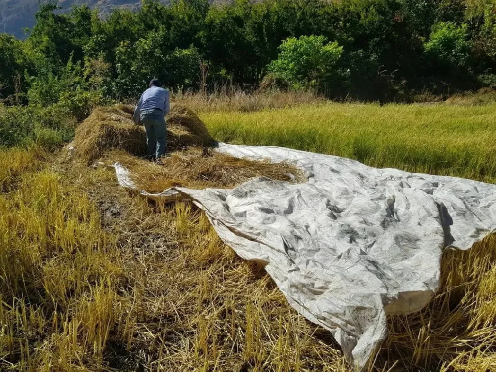 Yerli Çeşit Susam ve Çeltik Hasadı Tamamlandı