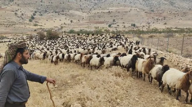Siirtli Koçerler Yayladan Dönüyor