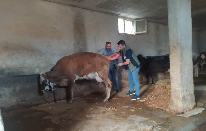 Siirt’te Etçi ve Kombine Irkların Yaygınlaştırılması Projesi’nin İlk Buzağıları Şirvan’da Dünyaya Geldi