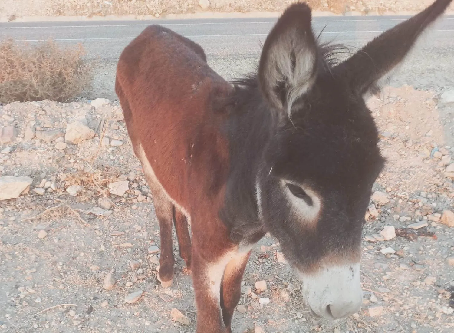 Siirt'te Bir Sıpa Ayağı Kırık Halde Çöplüğe Atıldı