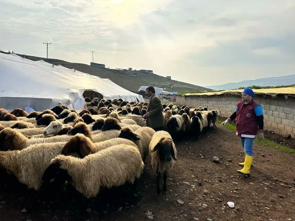 Siirt’te Anaç Koyun-Keçi Destekleme Tespitleri Başladı