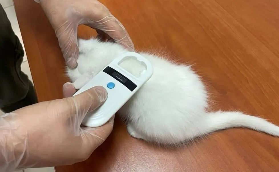 Siirt'te 249 Kedi ve Köpek Mikroçip Uygulaması İle Kayıt Altına Alındı