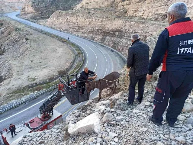 Siirt'te Kayalıklarda Mahsur Kalan Eşek Kurtarıldı