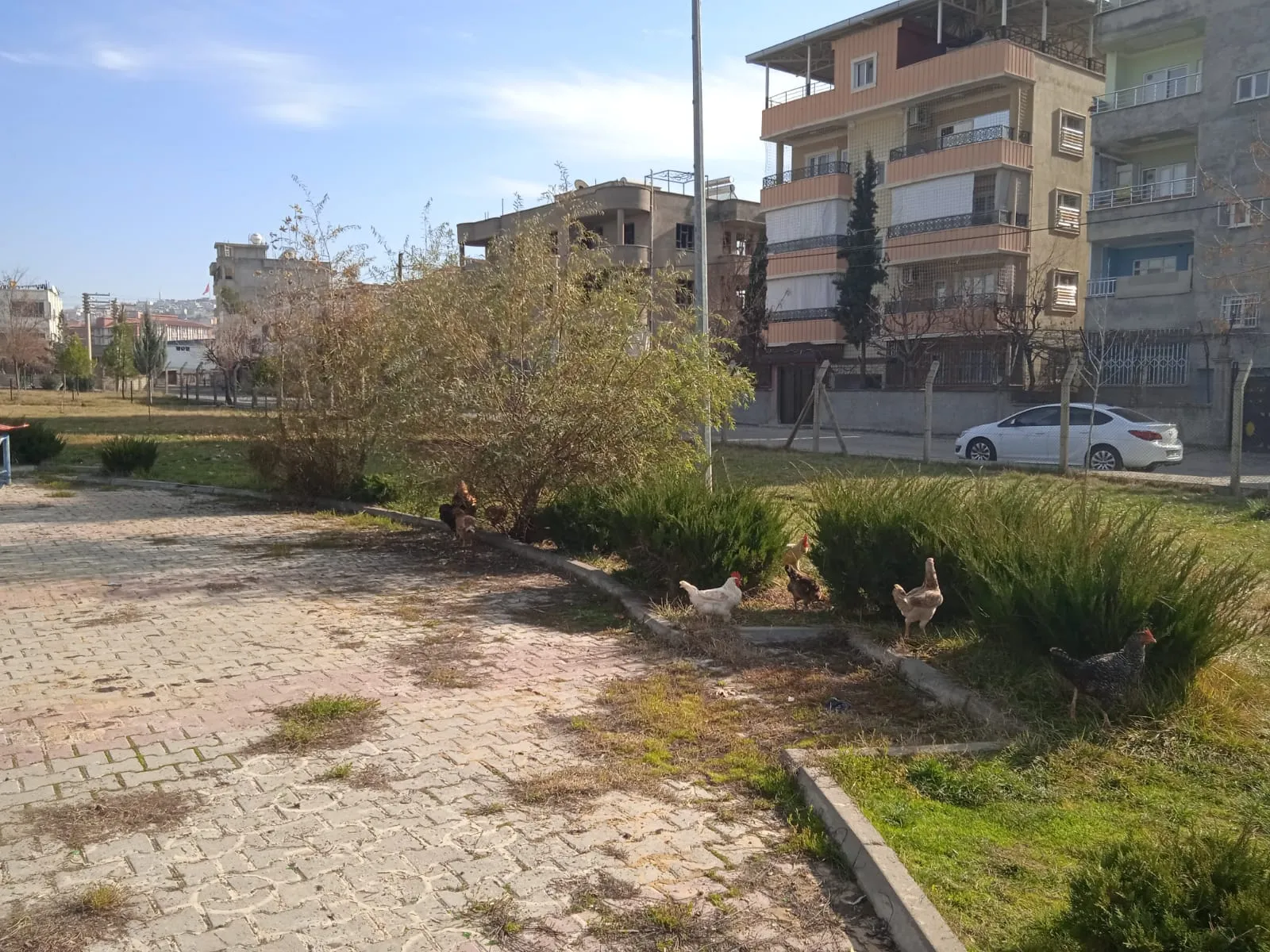 Çocuk Parkı Tavuk Parkı Oldu