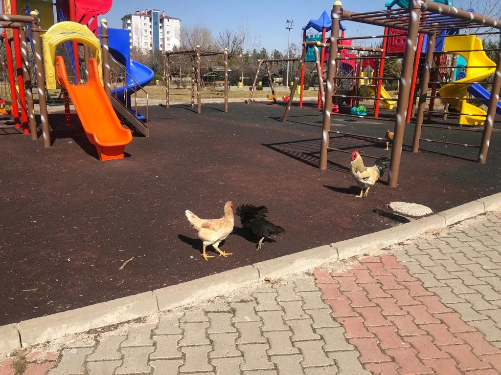 Siirt’in Tavuk Parkında Kokudan Durulmuyor