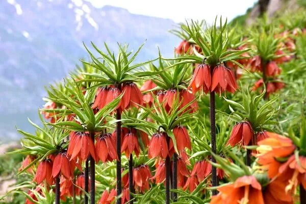 Siirt'te Ters Lale Koparanlara 244 Bin 315 Lira Ceza