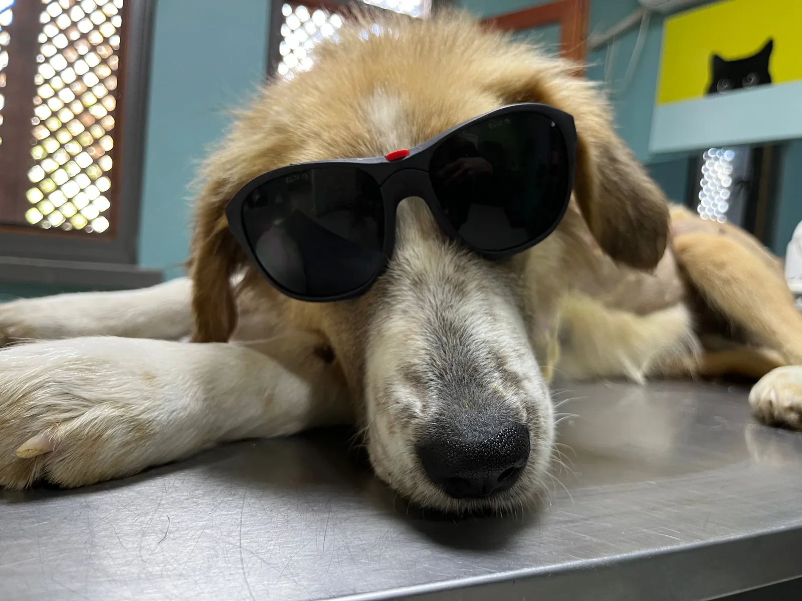 Siirt’te Kurşunlanan Köpek Tedavi Edildi