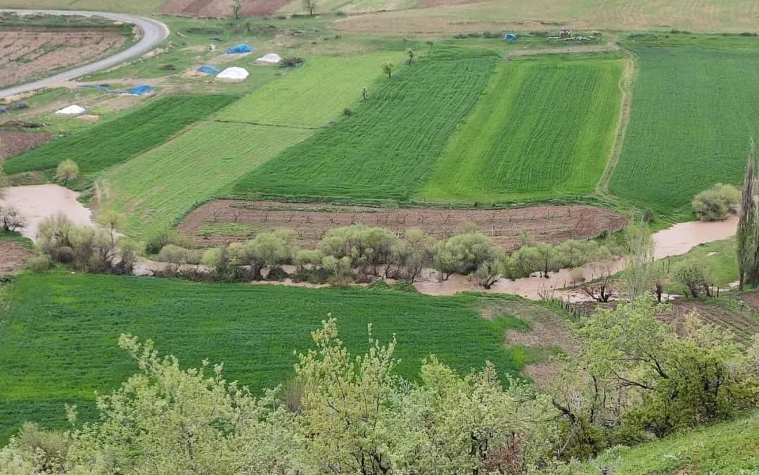 Siirt’te Aşırı Yağışlar Nedeniyle Ekinler Zarar Gördü
