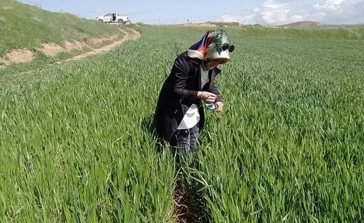 Yağışlardan Sonra Hububatta Septorya ve Pas Hastalıklarına Karşı Uyarı