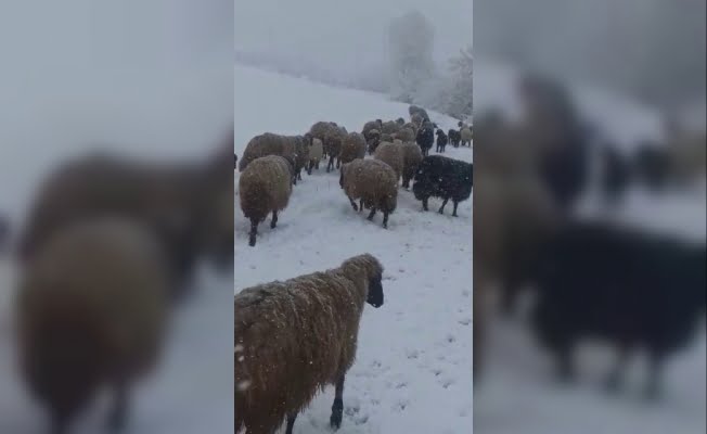 Siirt'te Tipi Ve Kara Yakalanan Sürü Güçlükle Köye Ulaştırıldı