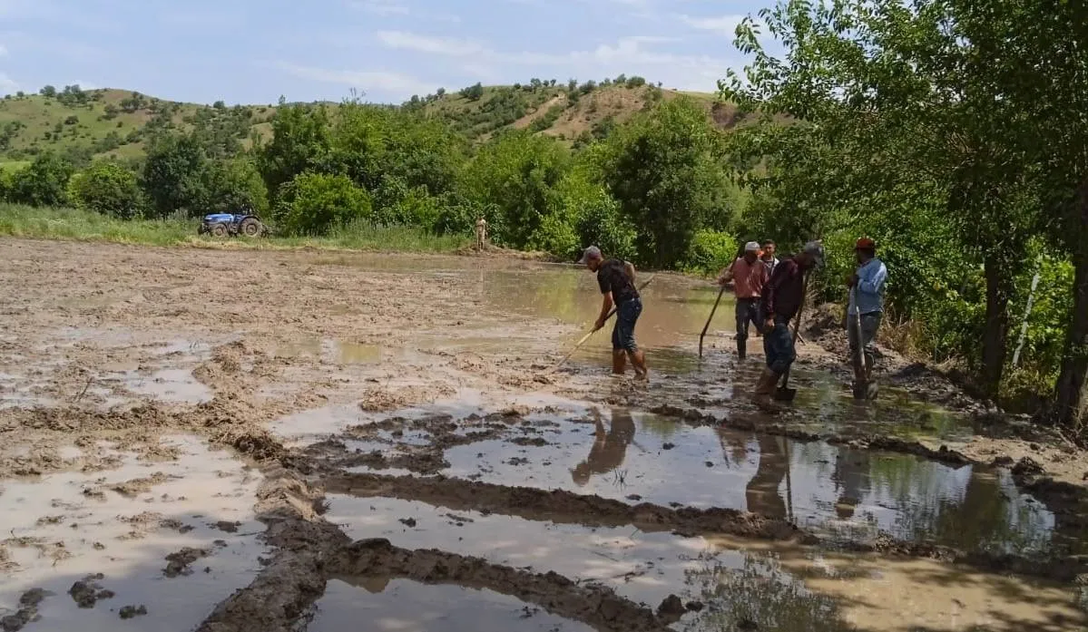 Siirt’te Çeltik Ekimi Başladı