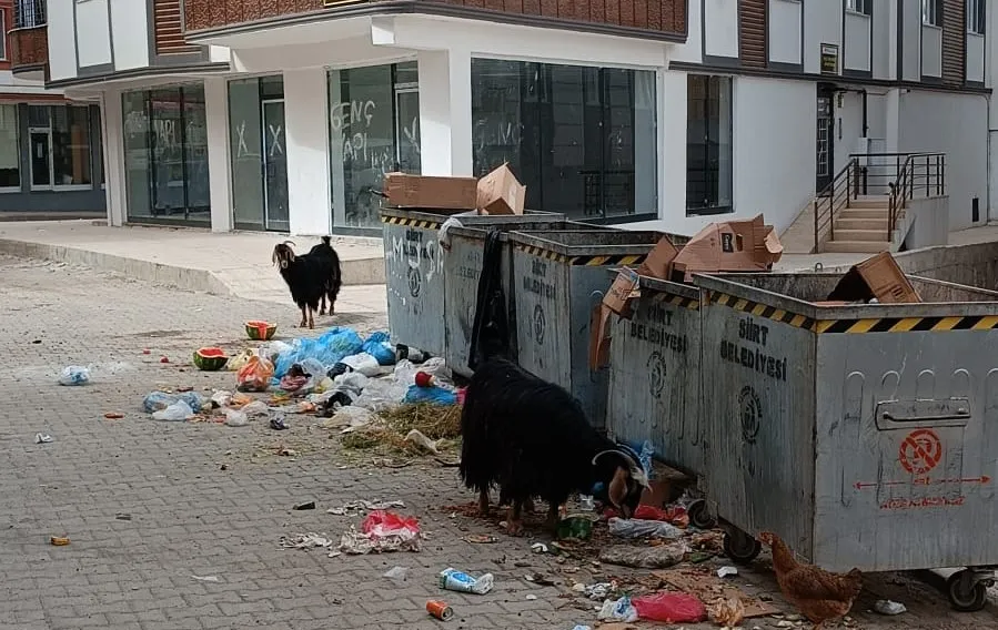 Siirt Çöplük İçinde