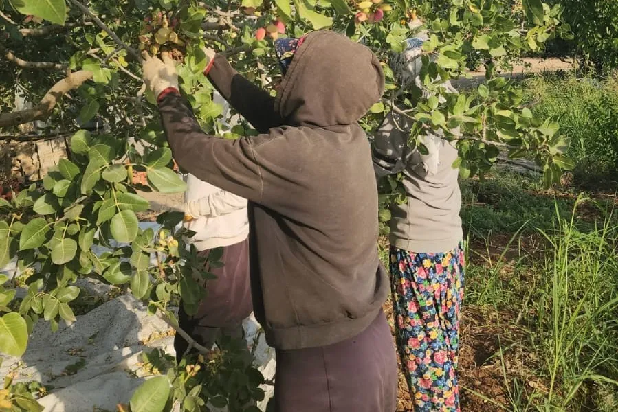 Siirt Fıstığına Rakip Diyarbakır Fıstığında Hasat Başladı