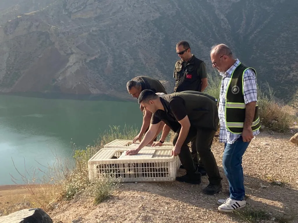 Siirt’te 600 Kınalı Keklik Daha Doğaya Salındı