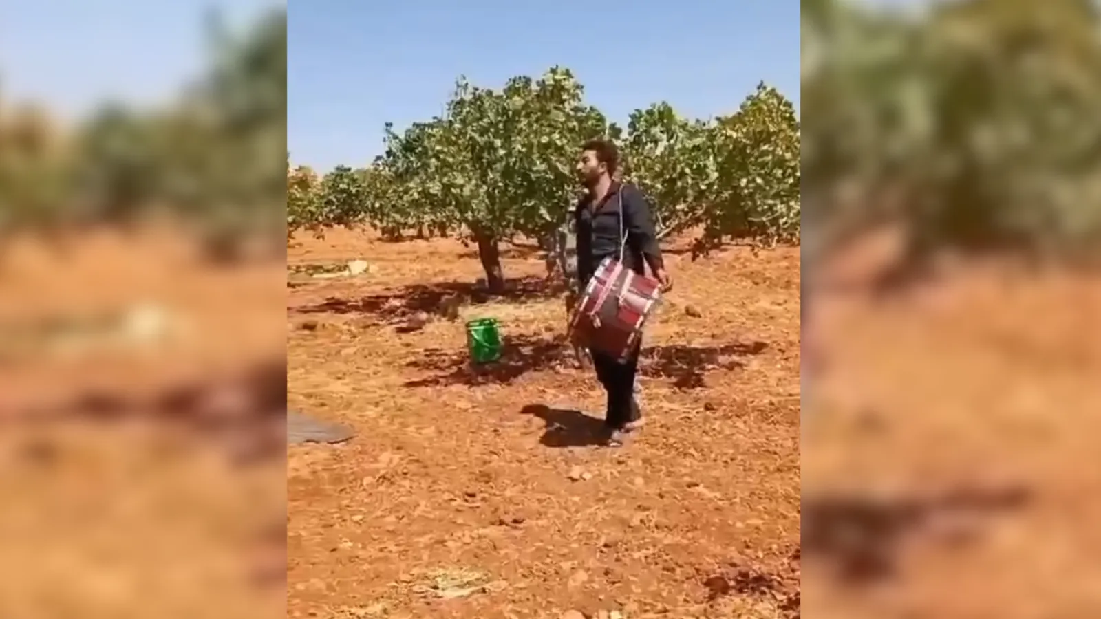 Siirt’te Davullu Fıstık Hasadı