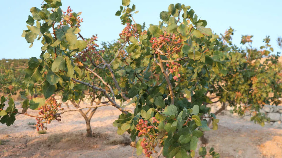 Siirt Fıstığını Kuraklık Vurdu